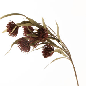Foamflower 30 coral